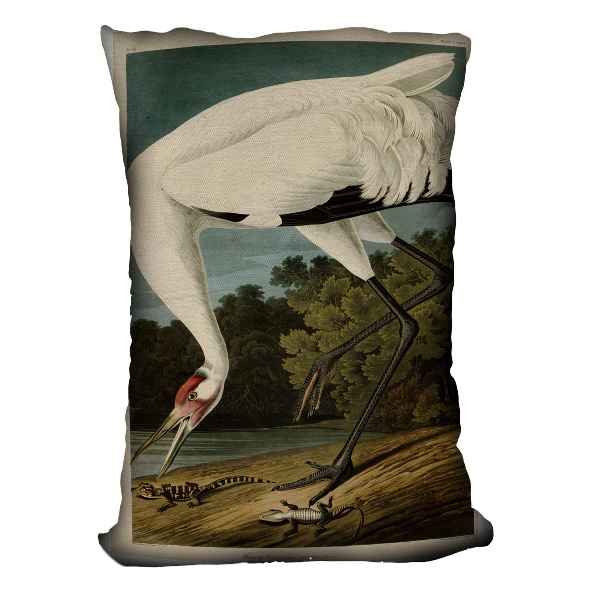 Hooping Crane by Audubon Cushion