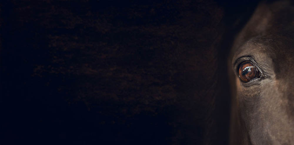 Horse eye Wall Mural Wallpaper - Canvas Art Rocks - 1