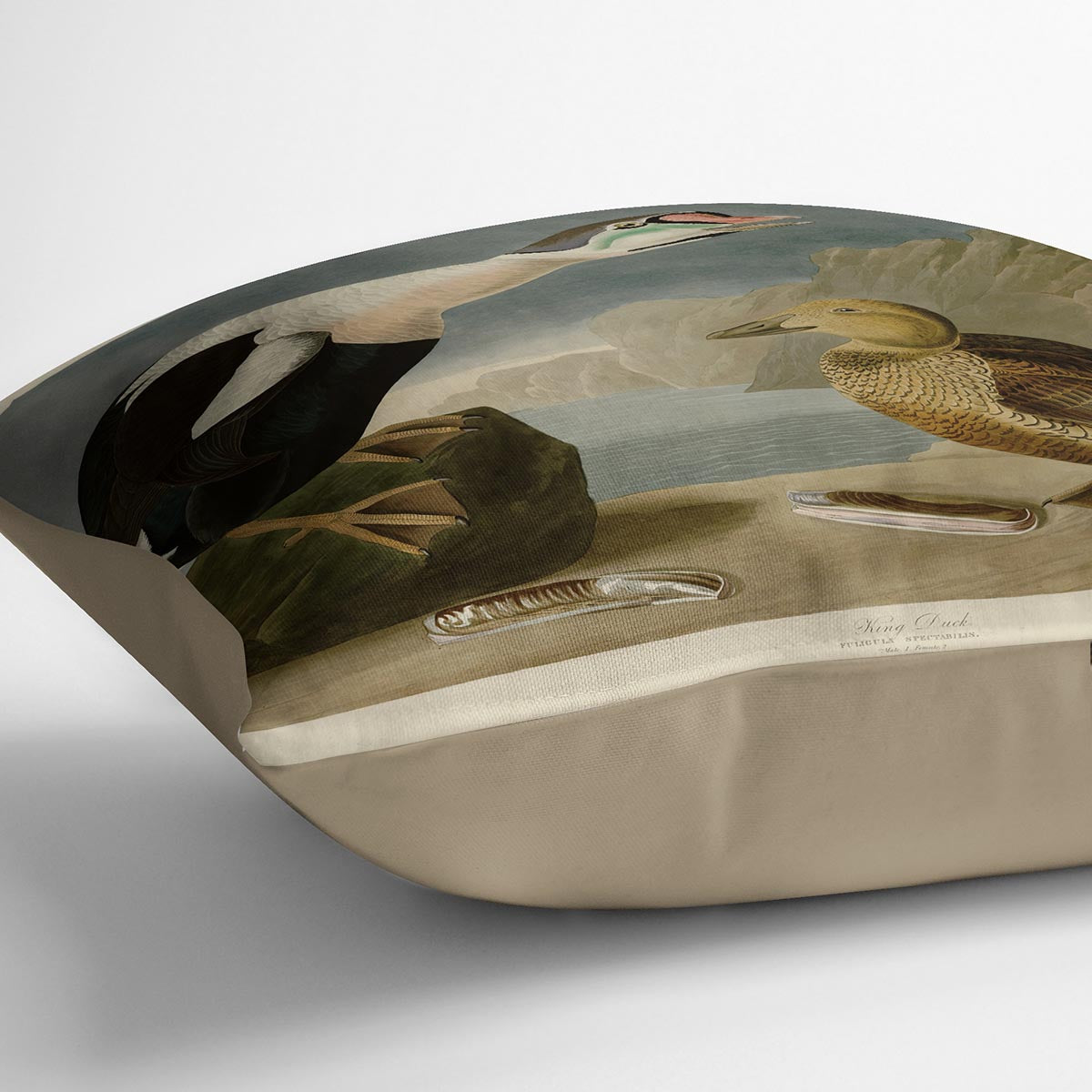 King Duck by Audubon Cushion