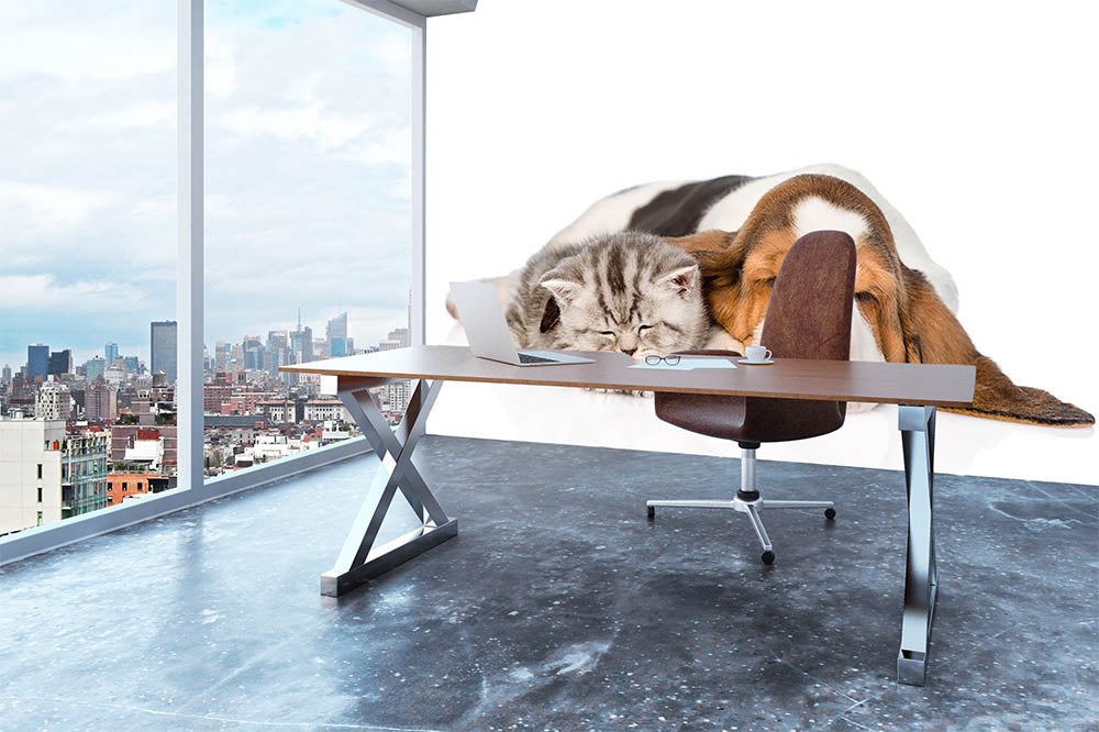 Kitten and puppy sleeping together. isolated on white background Wall Mural Wallpaper - Canvas Art Rocks - 3