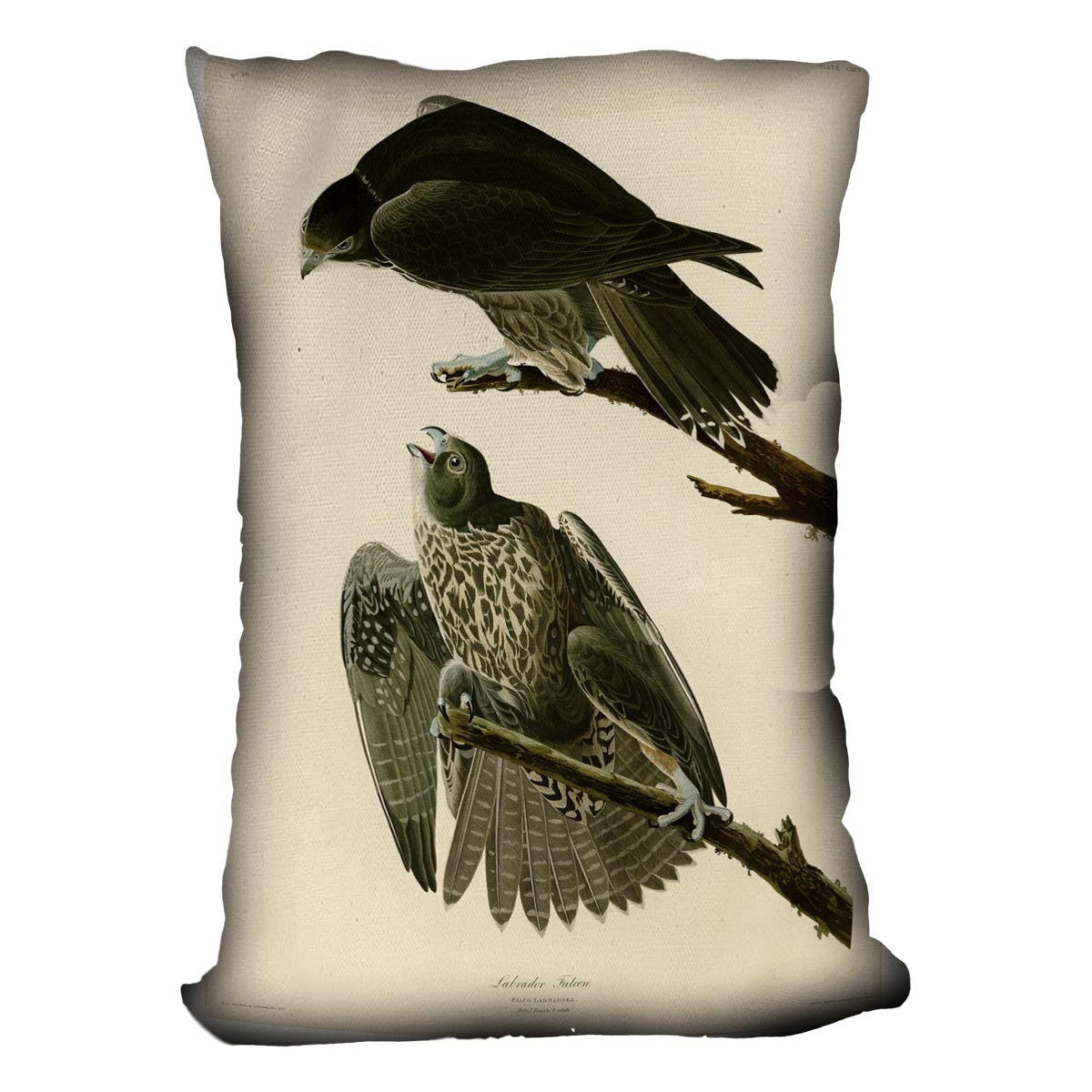 Labrador Falcon by Audubon Cushion