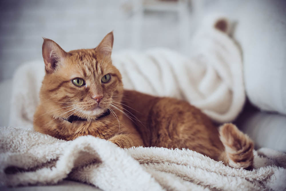 Large home fluffy ginger cat lying on the sofa Wall Mural Wallpaper - Canvas Art Rocks - 1