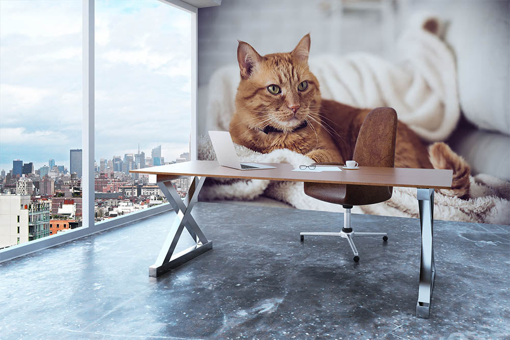 Large home fluffy ginger cat lying on the sofa Wall Mural Wallpaper - Canvas Art Rocks - 3