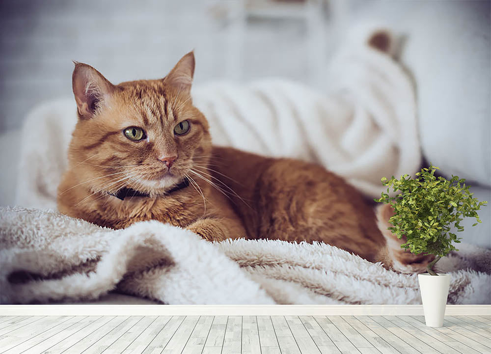 Large home fluffy ginger cat lying on the sofa Wall Mural Wallpaper - Canvas Art Rocks - 4