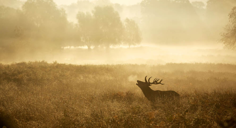 Large red deer stag silhouette in autumn Wall Mural Wallpaper - Canvas Art Rocks - 1