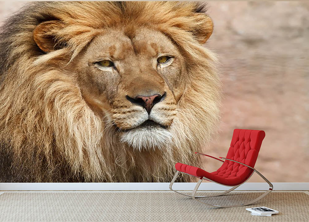 Lion Wall Mural Wallpaper - Canvas Art Rocks - 2