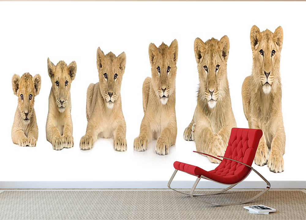 Lion cub growing Wall Mural Wallpaper - Canvas Art Rocks - 2