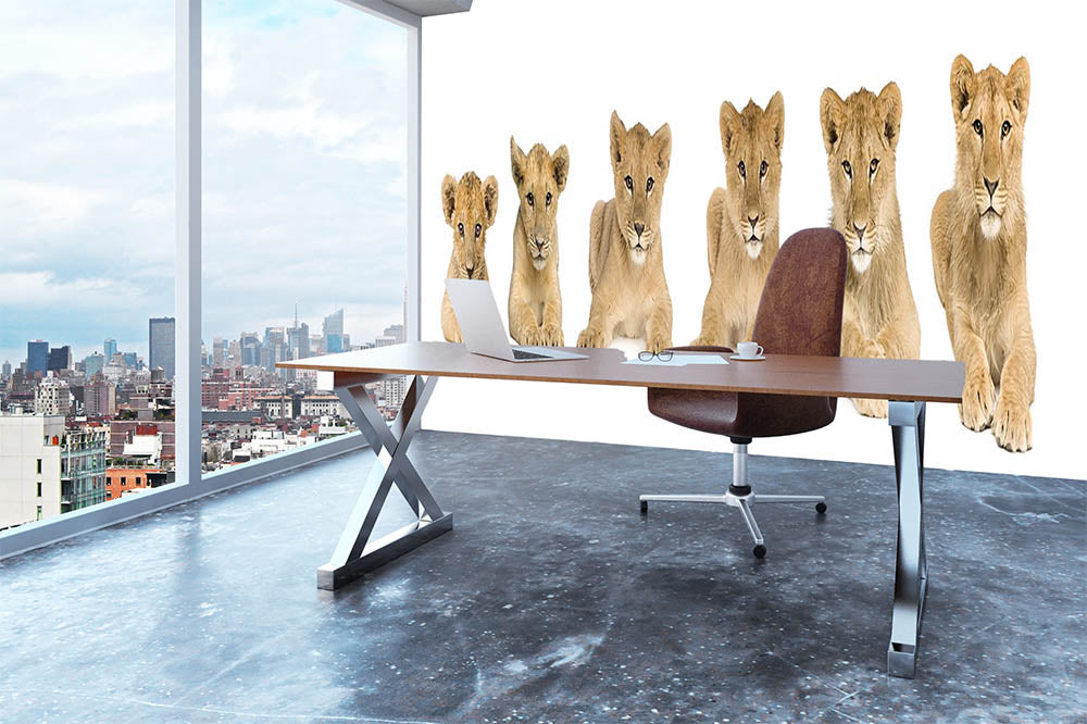 Lion cub growing Wall Mural Wallpaper - Canvas Art Rocks - 3