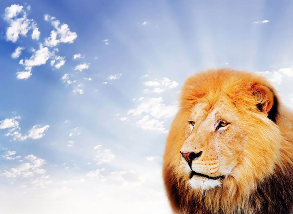 Lion on a sky background Wall Mural Wallpaper - Canvas Art Rocks - 1