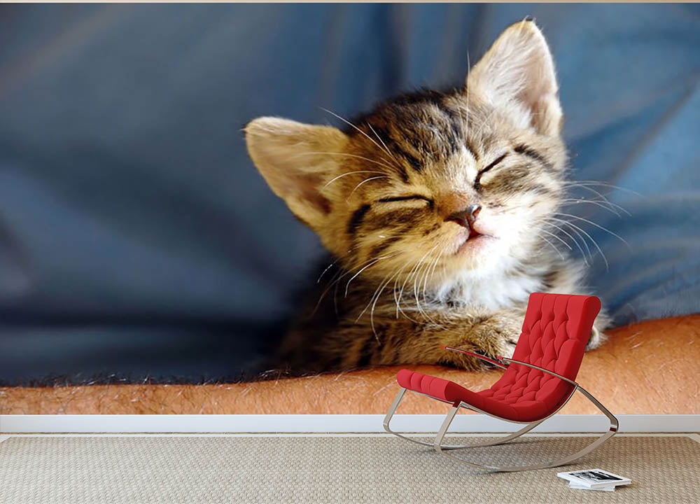 Little cat sleeping on human hand closeup Wall Mural Wallpaper - Canvas Art Rocks - 2
