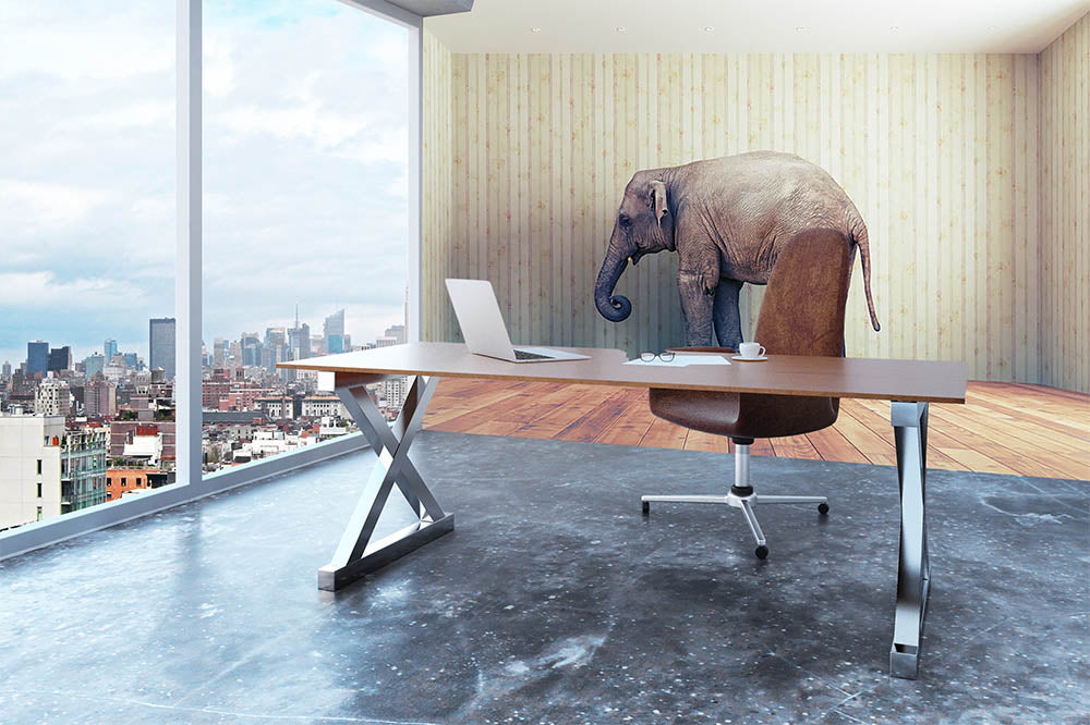 Lone elephant in the room Wall Mural Wallpaper - Canvas Art Rocks - 3