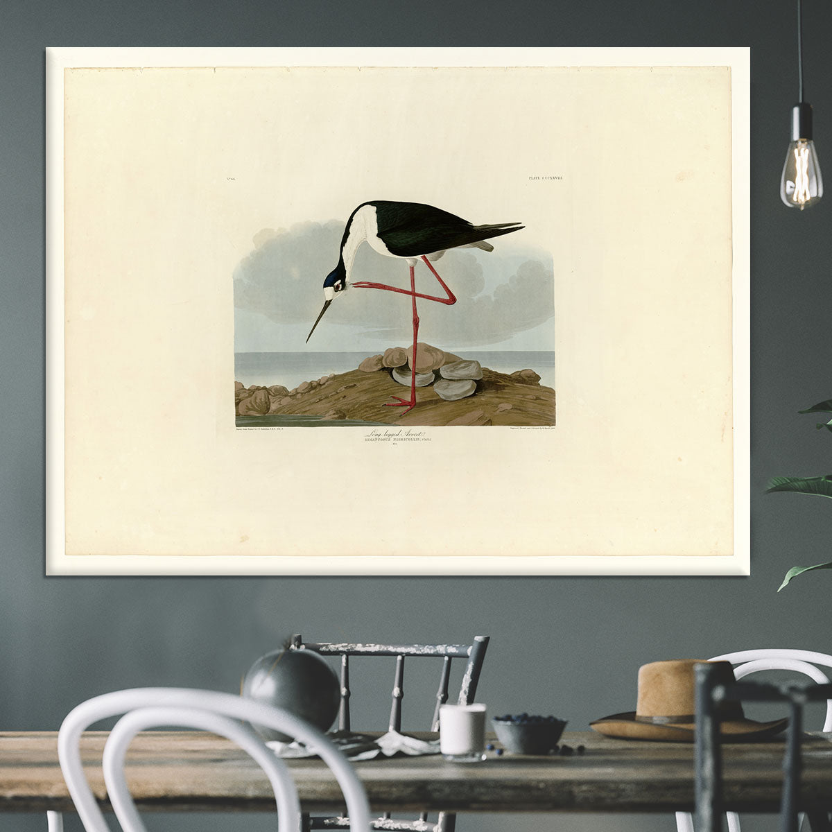 Long legged Avocet by Audubon Canvas Print or Poster - Canvas Art Rocks - 3