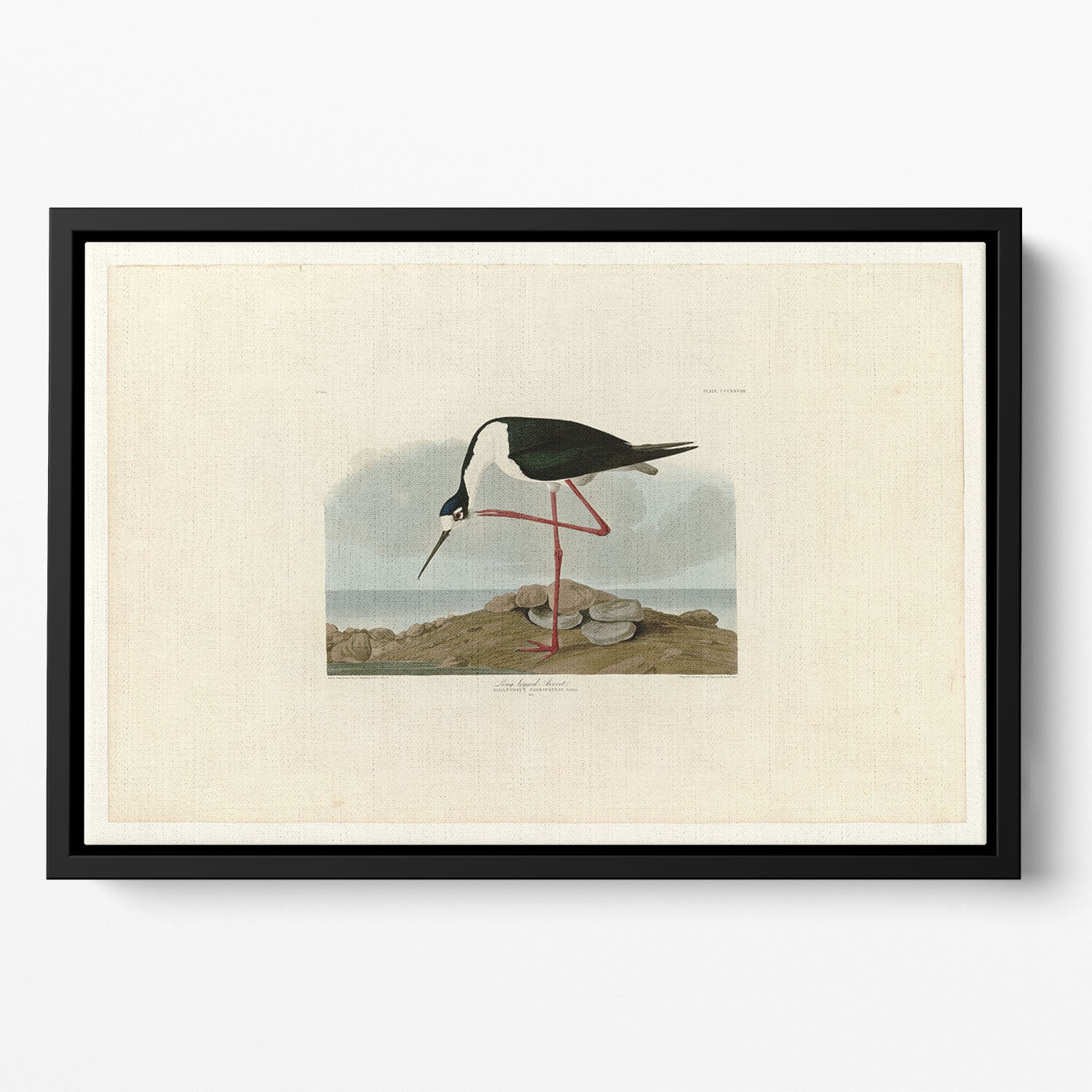 Long legged Avocet by Audubon Floating Framed Canvas