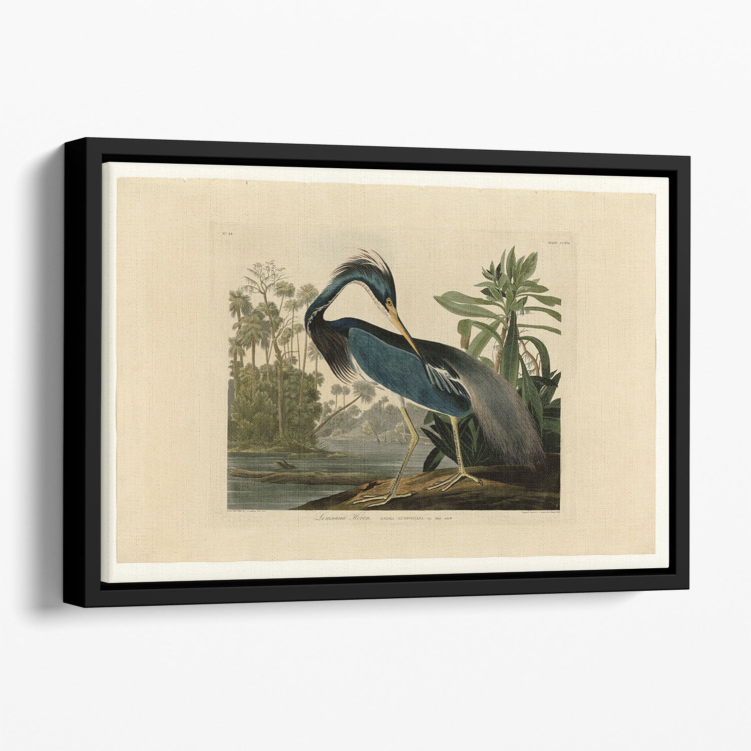 Louisiana Heron by Audubon Floating Framed Canvas