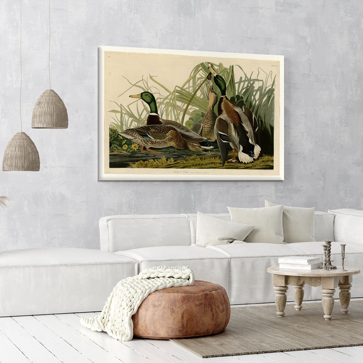 Mallard Duck by Audubon Canvas Print or Poster - Canvas Art Rocks - 6