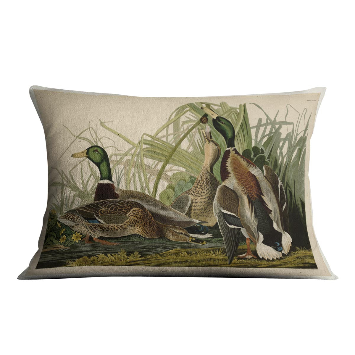 Mallard Duck by Audubon Cushion