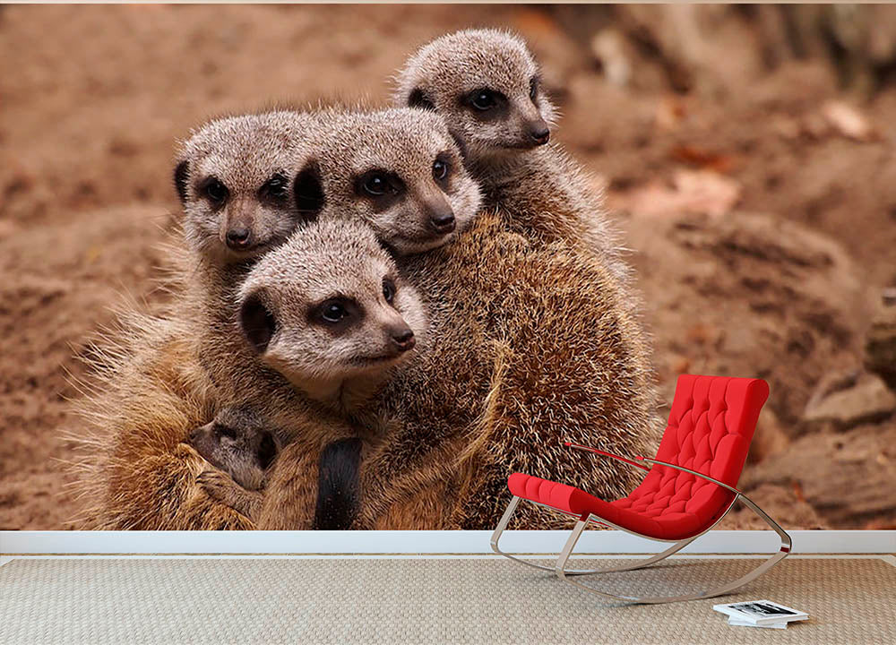 Meerkat family Wall Mural Wallpaper - Canvas Art Rocks - 2