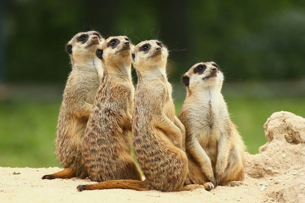 Meerkats Suricata all sit together Wall Mural Wallpaper - Canvas Art Rocks - 1