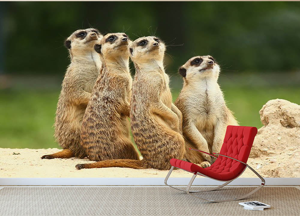 Meerkats Suricata all sit together Wall Mural Wallpaper - Canvas Art Rocks - 2
