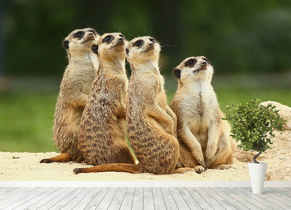 Meerkats Suricata all sit together Wall Mural Wallpaper - Canvas Art Rocks - 4