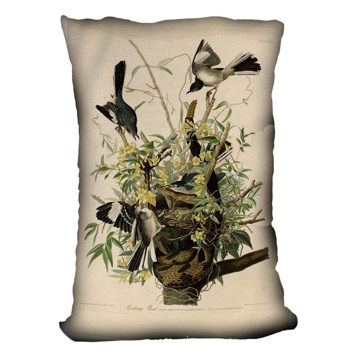 Mocking Bird by Audubon Cushion