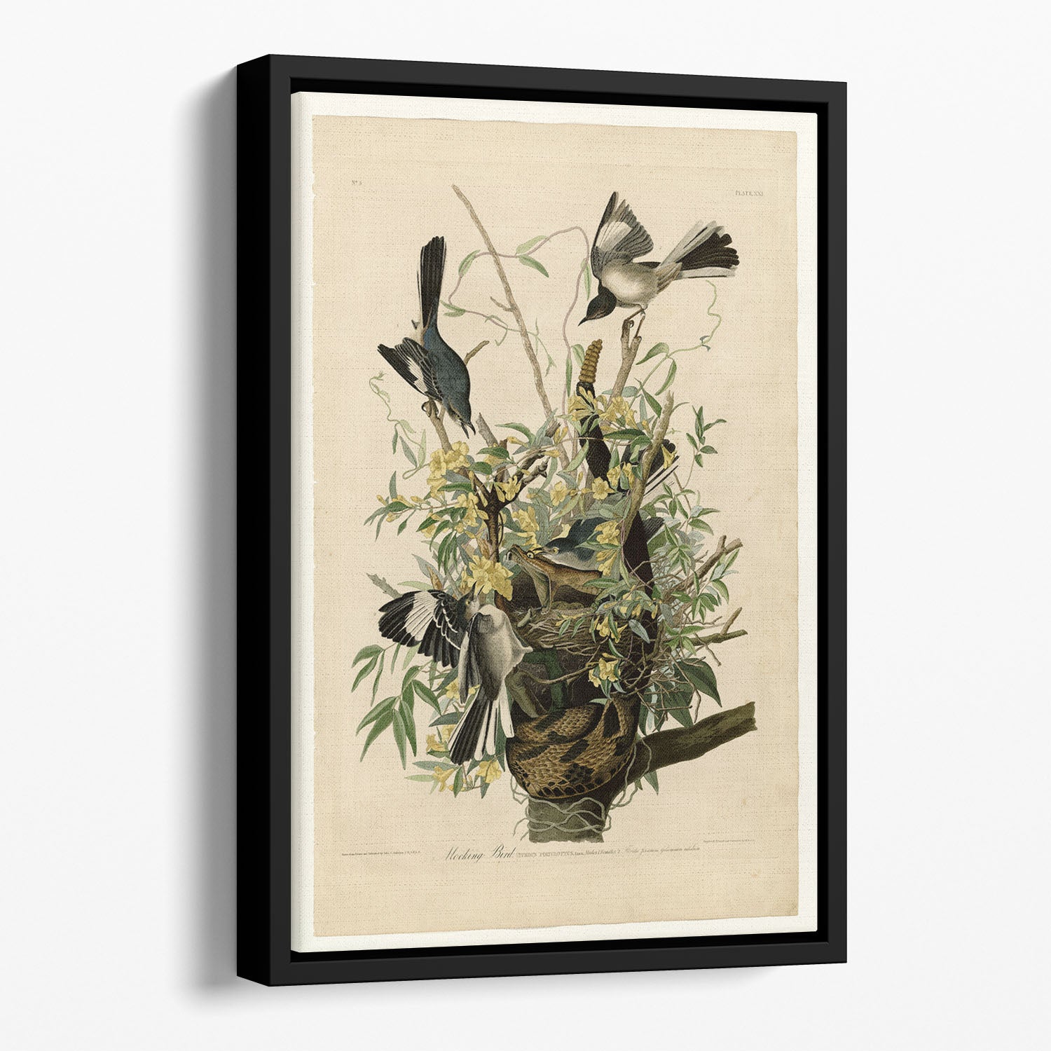 Mocking Bird by Audubon Floating Framed Canvas
