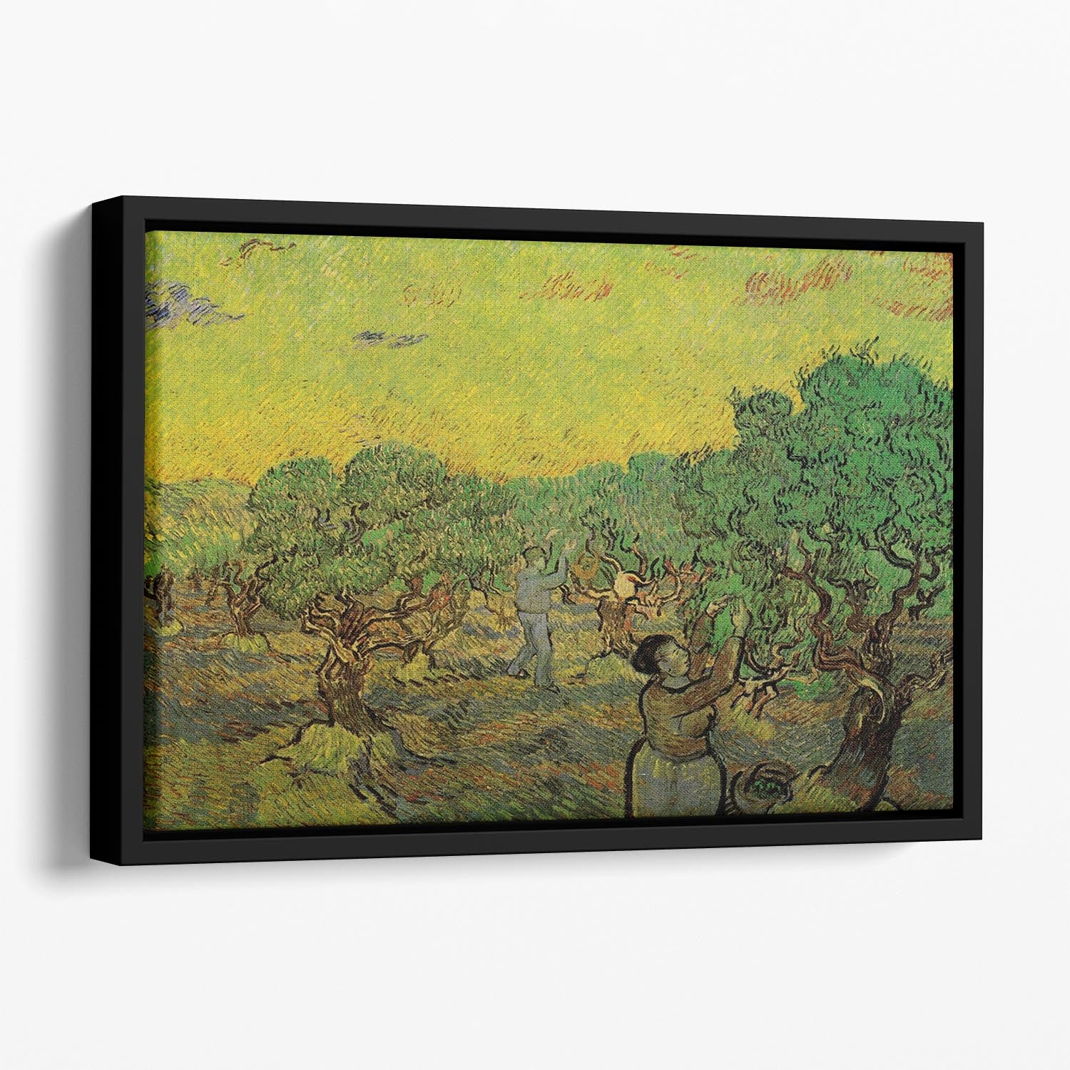 Olive Grove with Picking Figures by Van Gogh Floating Framed Canvas
