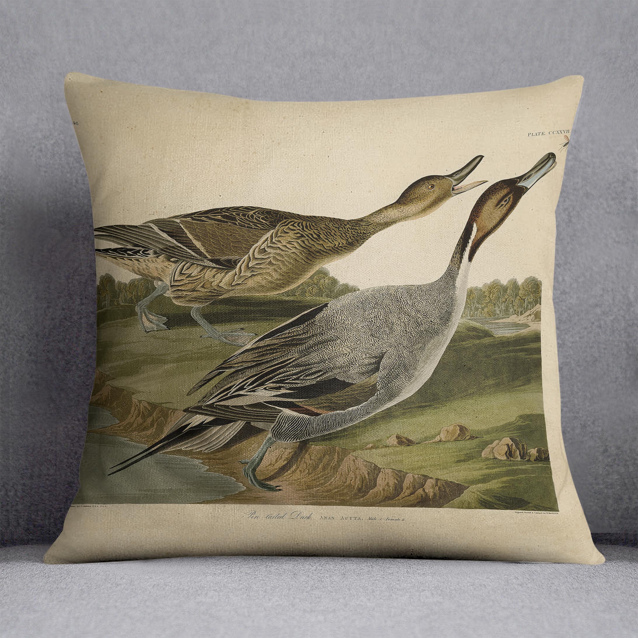 Pin tailed Duck by Audubon Cushion