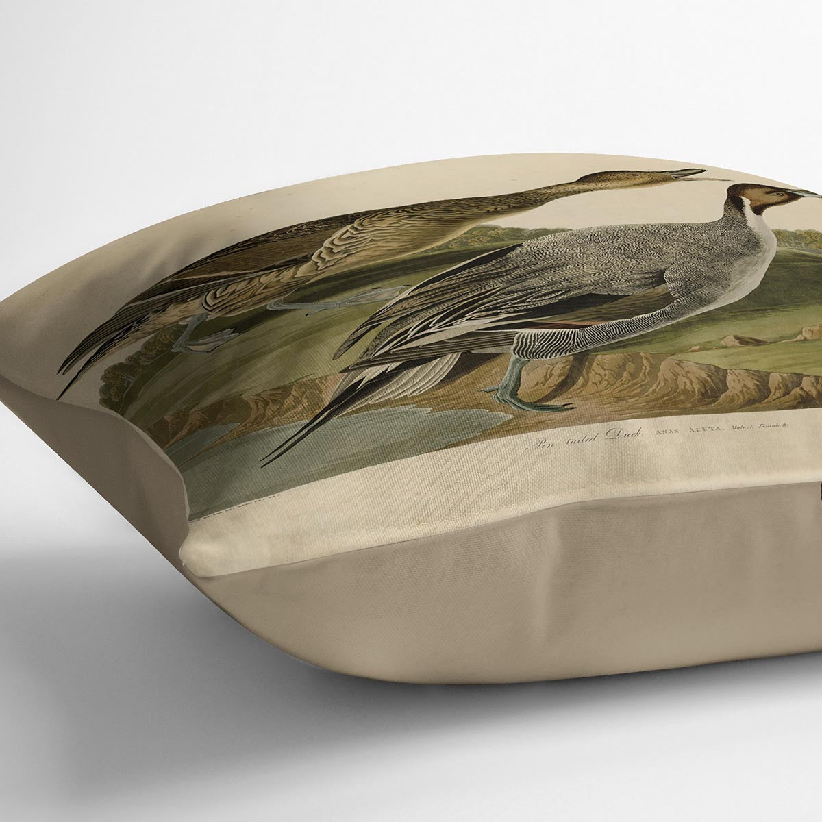 Pin tailed Duck by Audubon Cushion