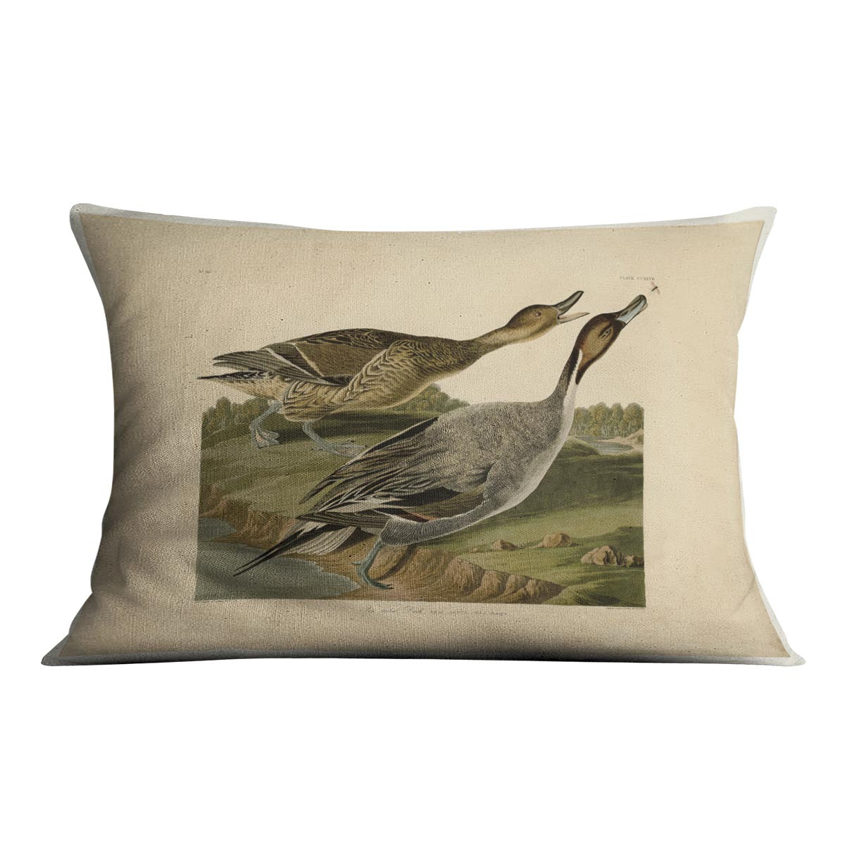 Pin tailed Duck by Audubon Cushion