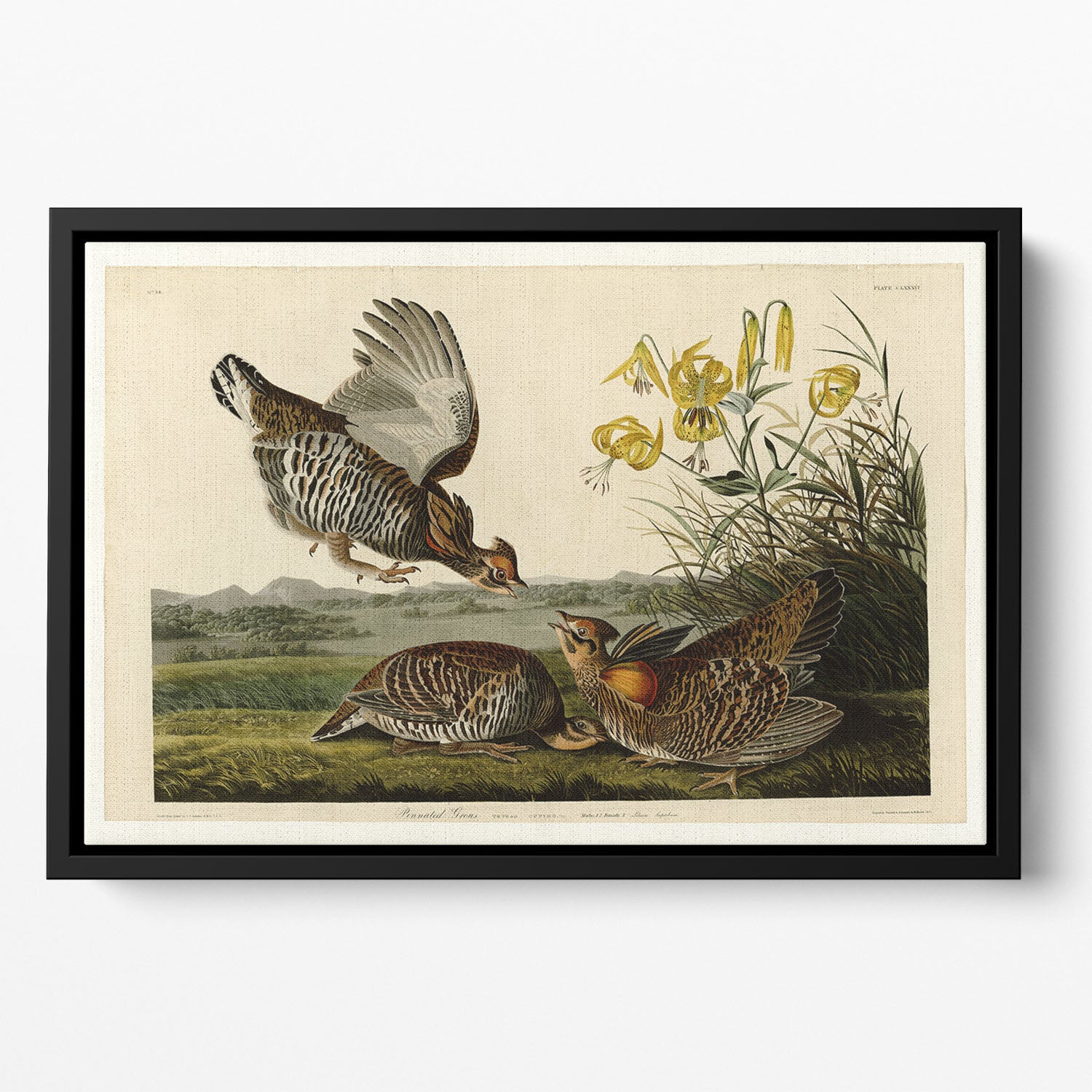 Pinnated Grouse by Audubon Floating Framed Canvas