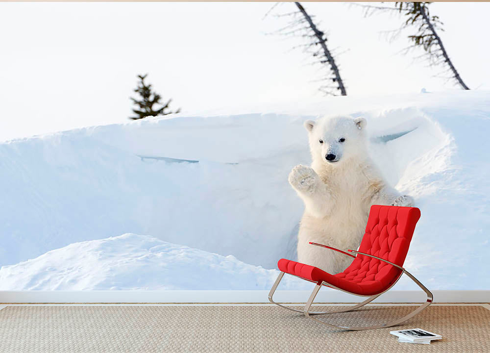 Polar bear Ursus maritimus cub coming out den Wall Mural Wallpaper - Canvas Art Rocks - 2