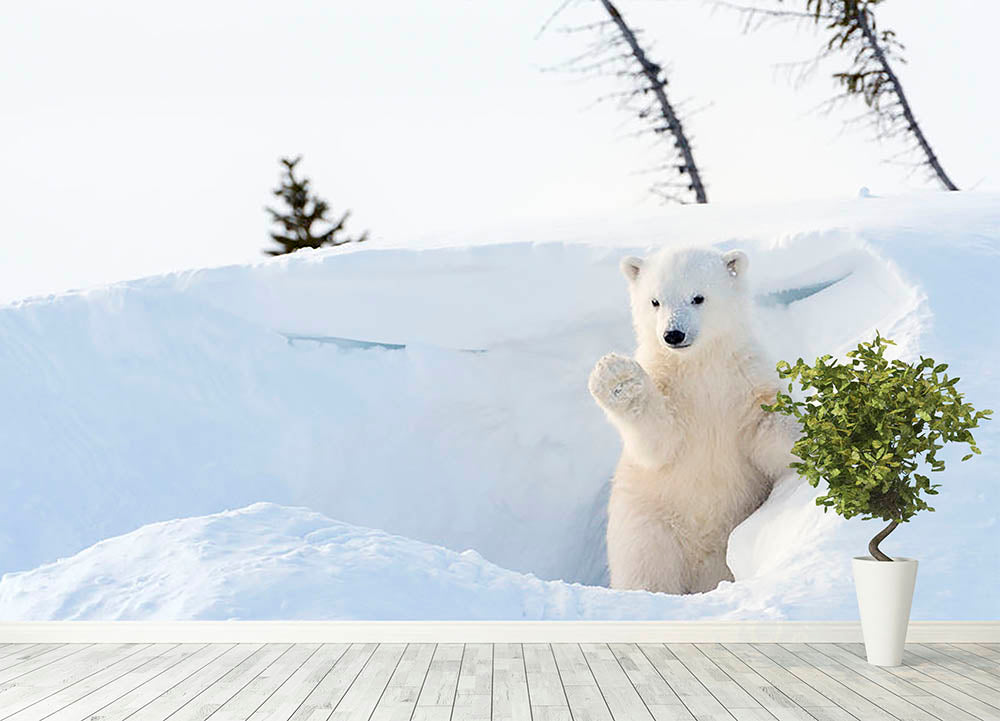 Polar bear Ursus maritimus cub coming out den Wall Mural Wallpaper - Canvas Art Rocks - 4