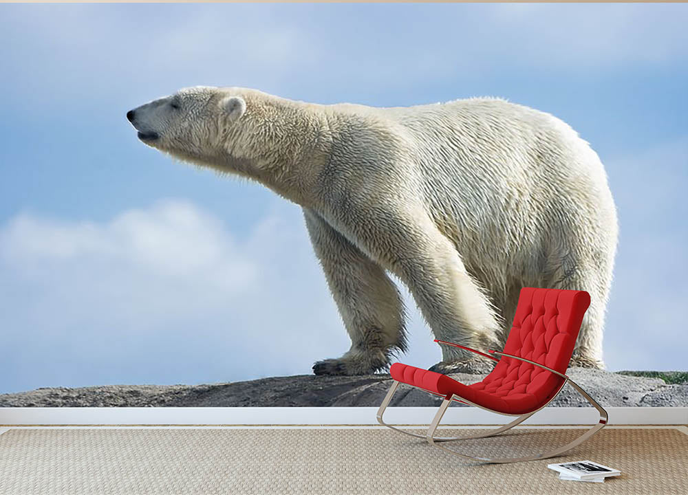 Polar bear walking on rocks Wall Mural Wallpaper - Canvas Art Rocks - 2