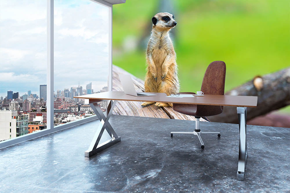 Portrait of Meerkat Wall Mural Wallpaper - Canvas Art Rocks - 3