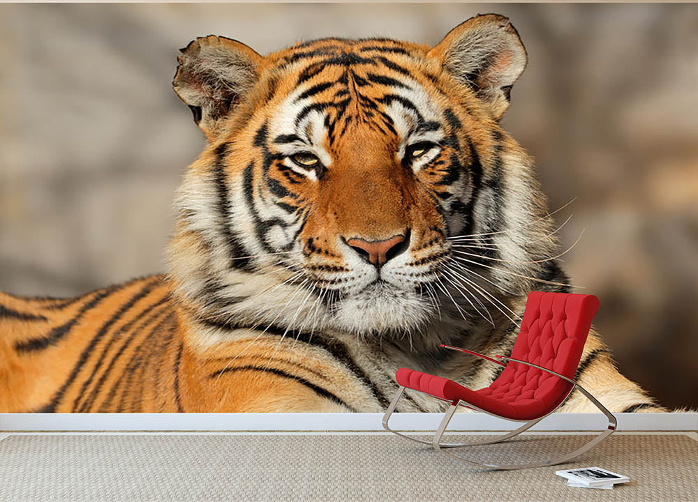 Portrait of a Bengal tiger Wall Mural Wallpaper - Canvas Art Rocks - 2