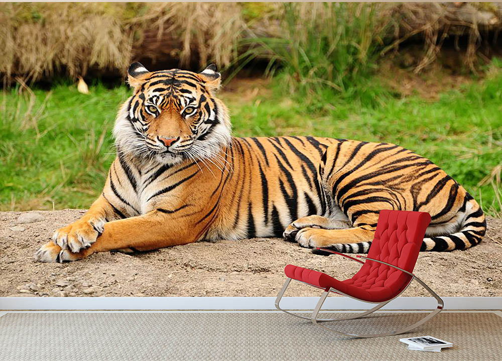 Portrait of a Royal Bengal tiger alert Wall Mural Wallpaper - Canvas Art Rocks - 2