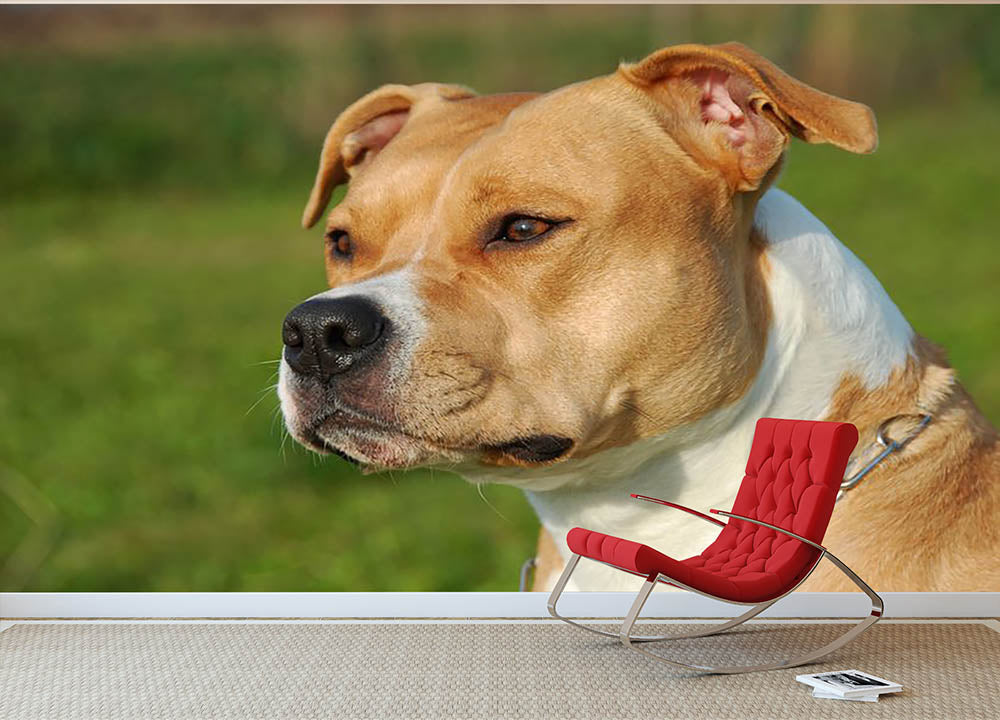 Portrait of a beautiful female purebred American Staffordshire Terrier Wall Mural Wallpaper - Canvas Art Rocks - 2