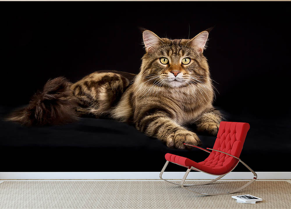 Purebred Maine Coon cat Wall Mural Wallpaper - Canvas Art Rocks - 2