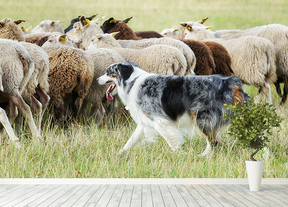 Purebred border collie herding a flock of sheep Wall Mural Wallpaper - Canvas Art Rocks - 4