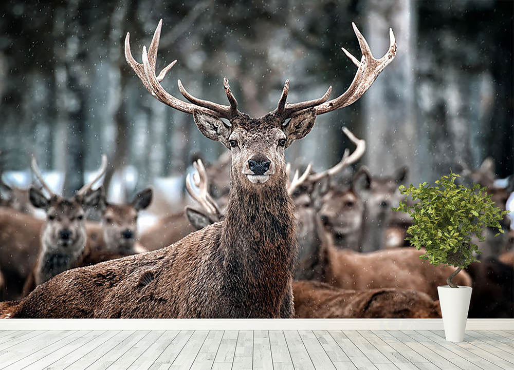 Red Deer Stag and Herd Wall Mural Wallpaper - Canvas Art Rocks - 4