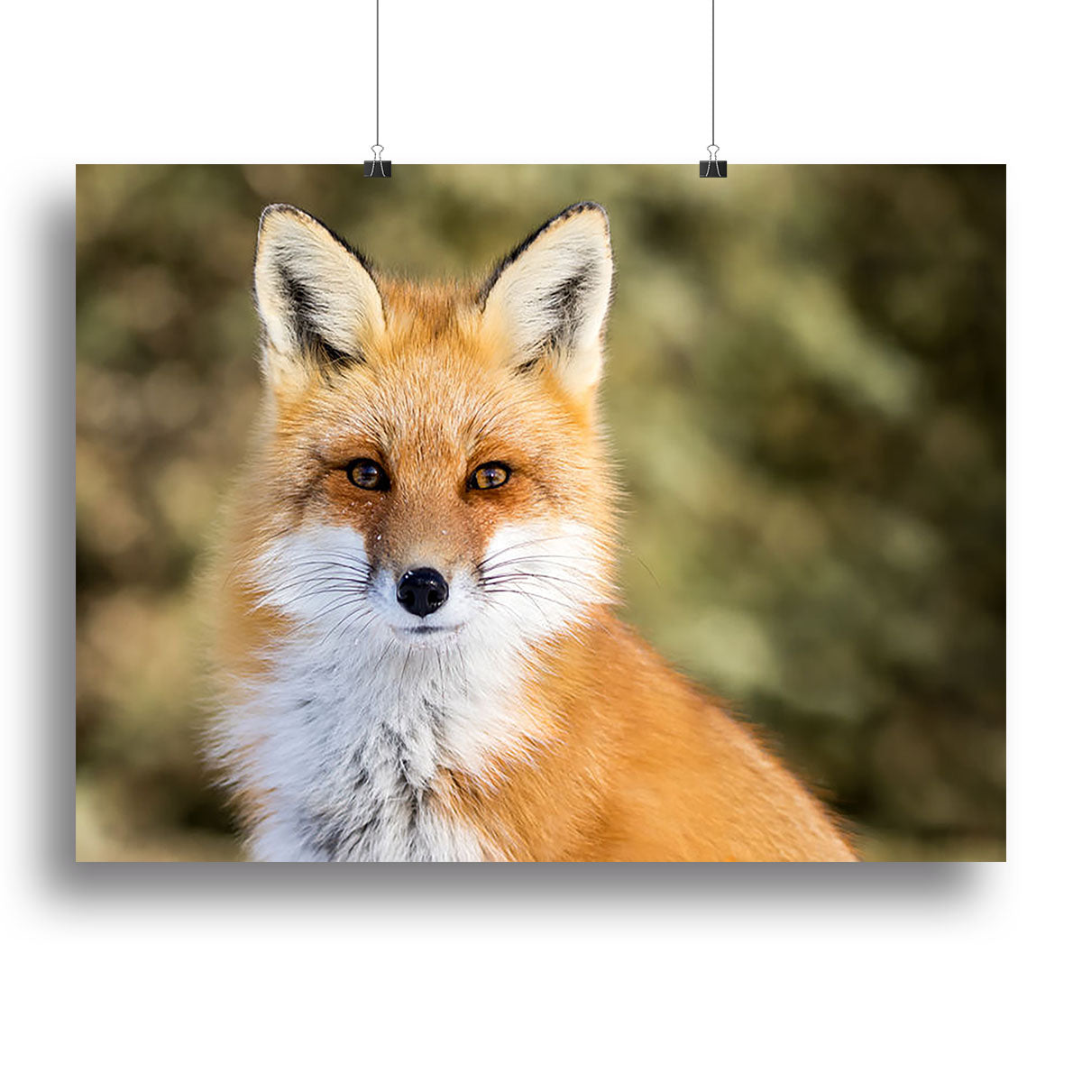 Red Fox - Vulpes vulpes sitting up at attention Canvas Print or Poster - Canvas Art Rocks - 2