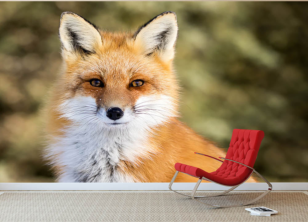 Red Fox - Vulpes vulpes sitting up at attention Wall Mural Wallpaper - Canvas Art Rocks - 2