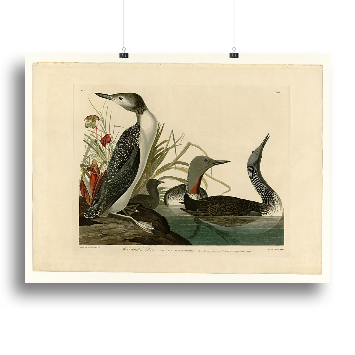 Red Throated Diver by Audubon Canvas Print or Poster - Canvas Art Rocks - 2
