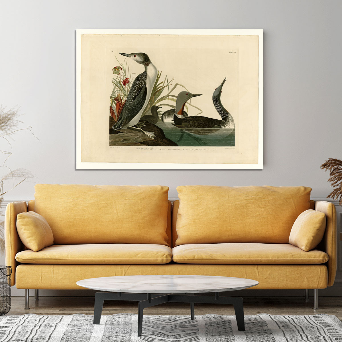 Red Throated Diver by Audubon Canvas Print or Poster - Canvas Art Rocks - 4