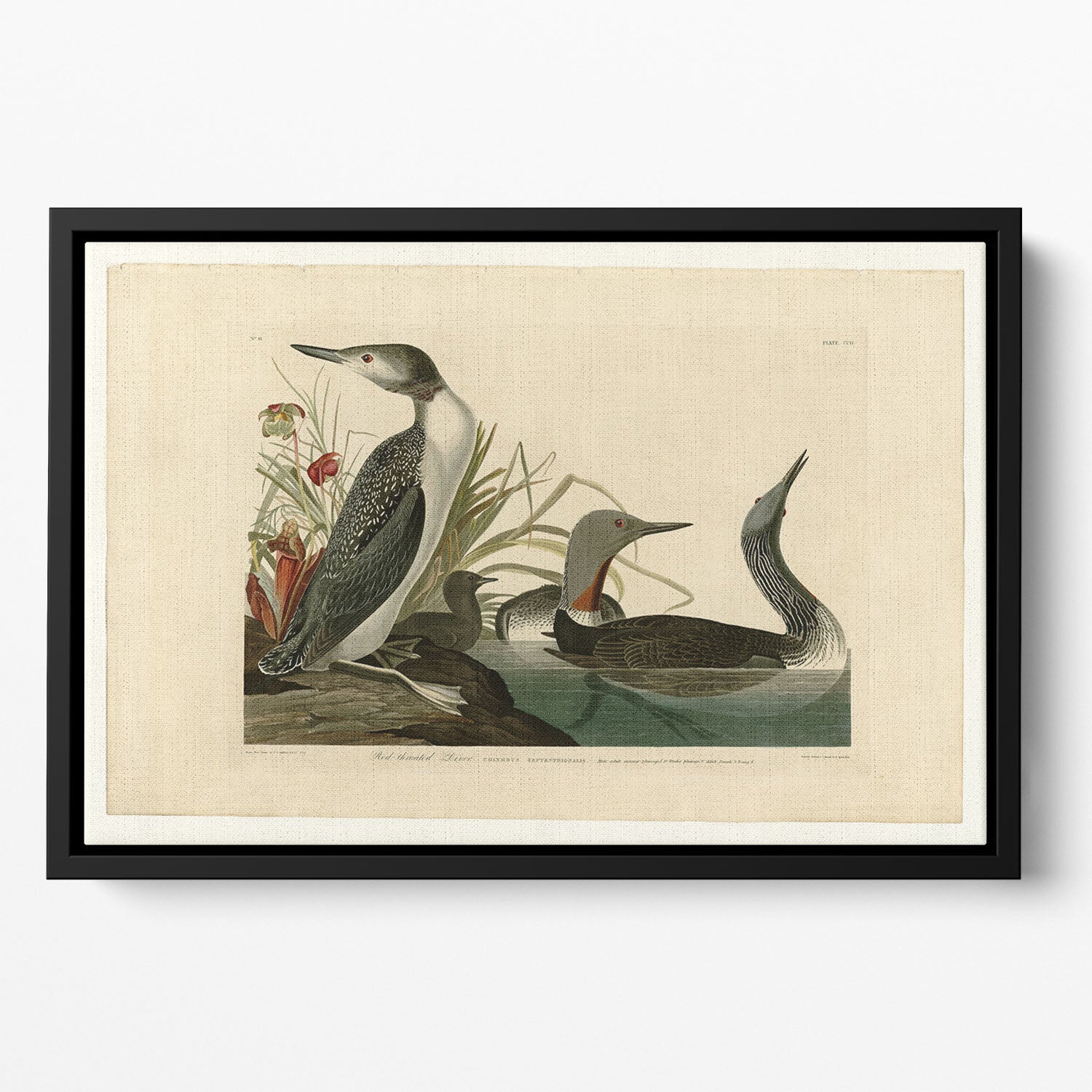 Red Throated Diver by Audubon Floating Framed Canvas