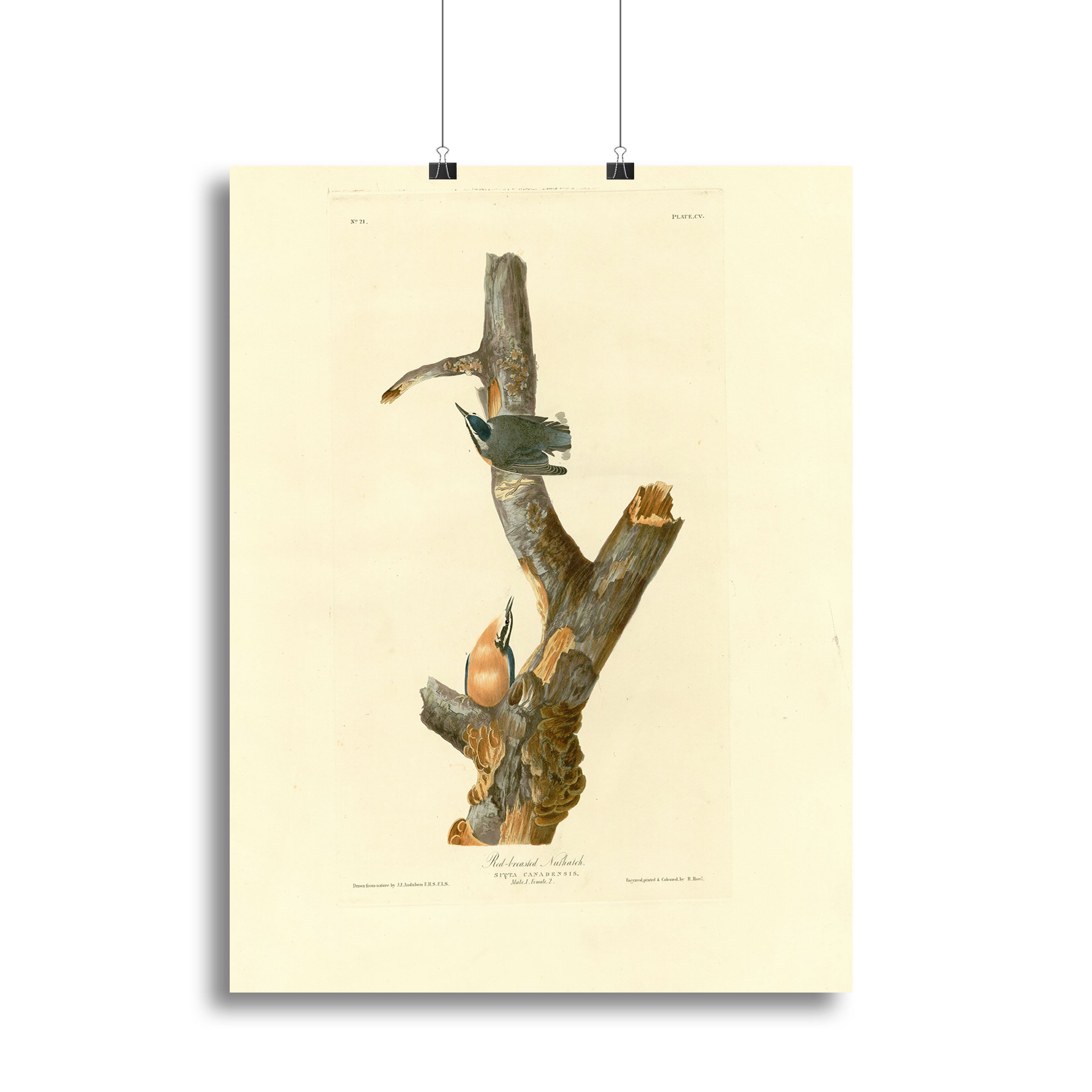 Red breasted Nuthatch by Audubon Canvas Print or Poster - Canvas Art Rocks - 2