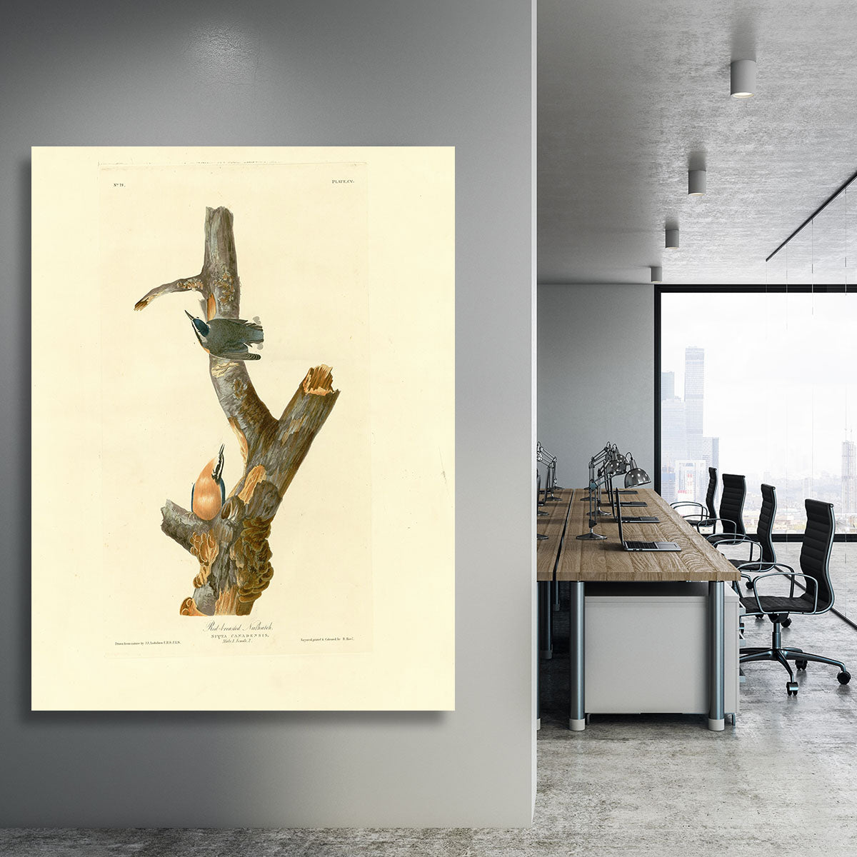 Red breasted Nuthatch by Audubon Canvas Print or Poster - Canvas Art Rocks - 3