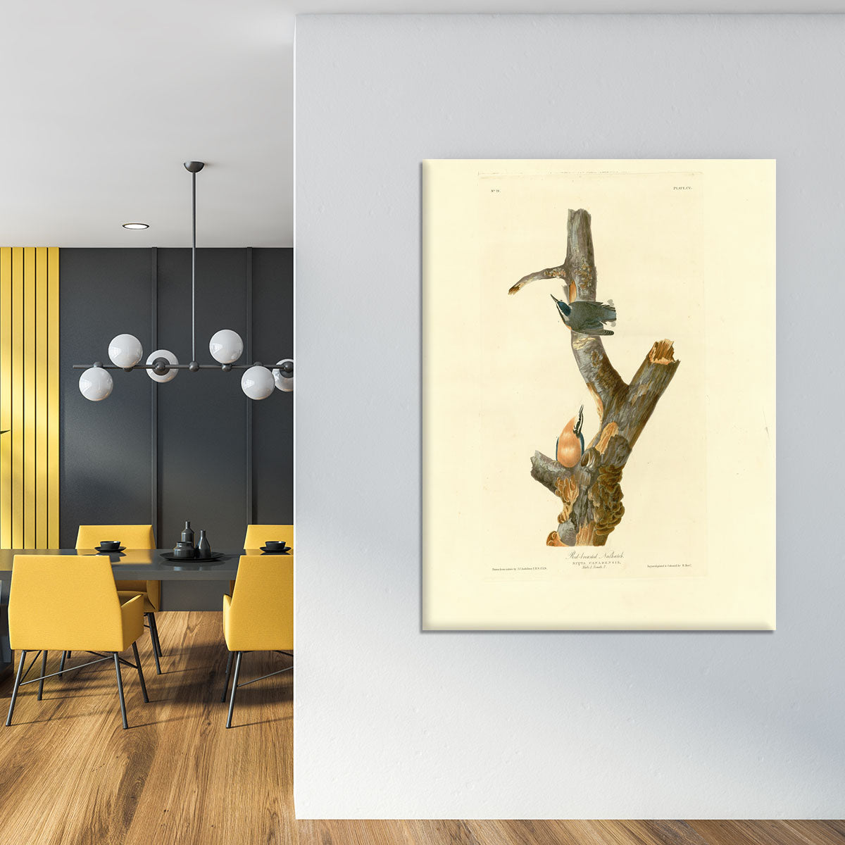 Red breasted Nuthatch by Audubon Canvas Print or Poster - Canvas Art Rocks - 4