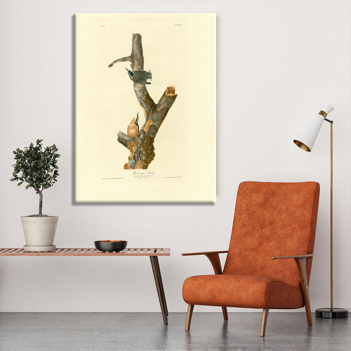Red breasted Nuthatch by Audubon Canvas Print or Poster - Canvas Art Rocks - 6